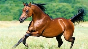 Арабская лошадь разведение и особенности породы | Коневодство | Арабская порода лошадей