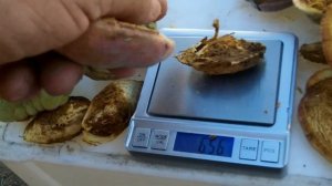 Миндаль сорт опылитель