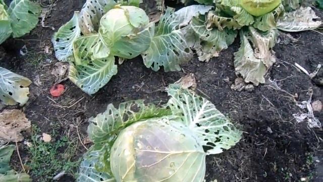Видео обзор на приусадебном участке разных сортов капусты 18. 10. 2021 года. смотреть онлайн