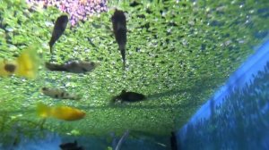 Ряска малая