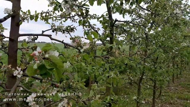 Самая важная обработка яблонь