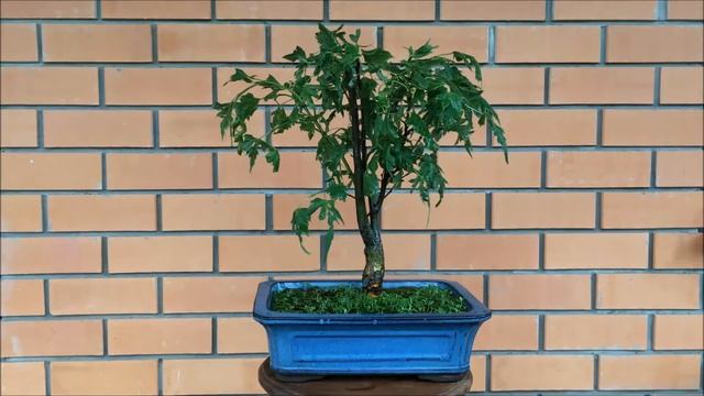 Бонсай липа крупнолистная Лациниата tilia platyphyllos Lacinada