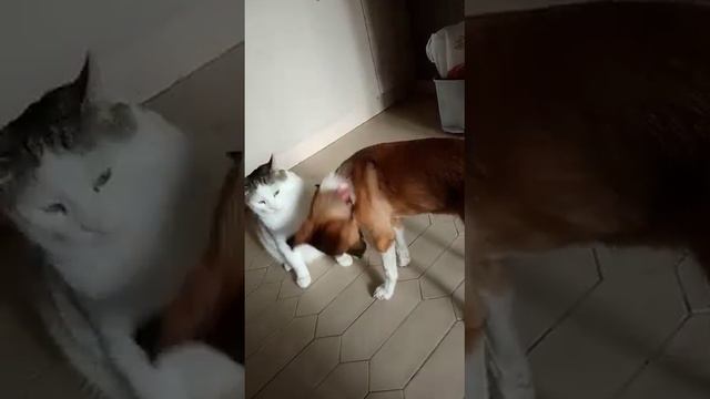 Привет из дома: Марта, подобранная 6 мая в степях Калмыкии. 1 из 3х девочек. смотреть онлайн