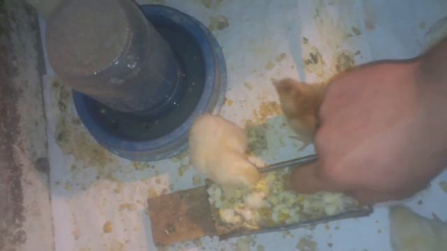 Как зазывать суточных цыплят к кормушки! As drum day-old chicks to the trough! смотреть онлайн