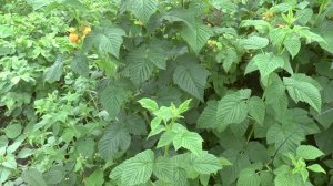 Малина Жёлтый гигант