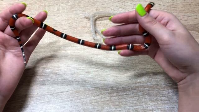 Сложности линьки у змеи. Снимаю шкурку с хвостика... смотреть онлайн