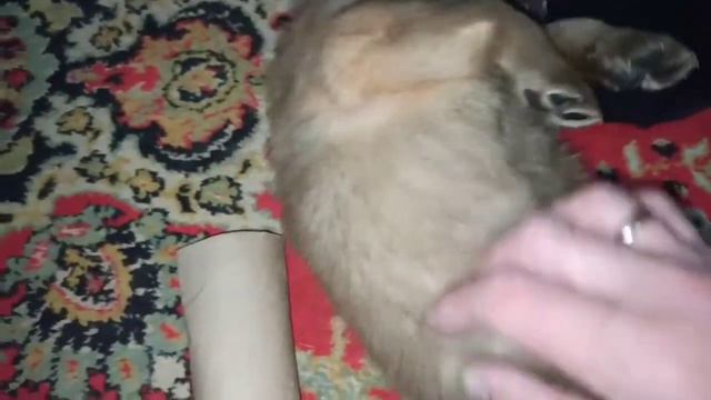 ... Архив...! Малой (Алтан) и Бурундук (Амгалан)! Рыжие братики! Сергея Чернова.13 января 2021 год. смотреть онлайн