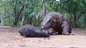 Komodo Dragon: Top 5 brutal hunting and eat alive