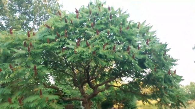 Гуляем.Хорошая погода.Красивые дома.Десна.@larapavlovna смотреть онлайн