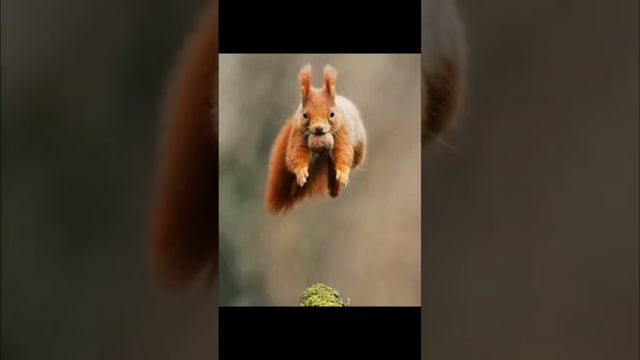 смешные картинки часть 10 (юбилейная) #подпишись #лайк #подписка #хэштеги #видео #смешно #картинки смотреть онлайн