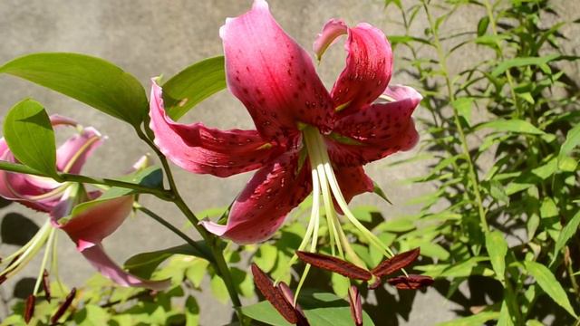 August 2020 Late Summer Flowers / What´s blooming in Prague / Central Europe смотреть онлайн