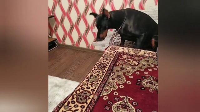 Воспитанный доберман смотреть онлайн