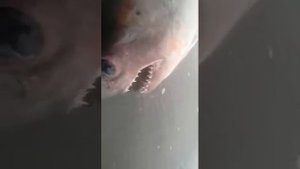 Поймали большую рыбу в реке  Амур