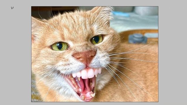 Кот-кролик, кот улыбака. creating memes смотреть онлайн