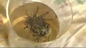 Завариваем китайский чай в шариках