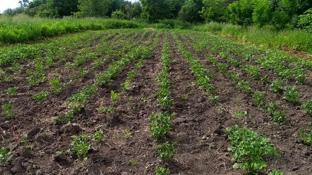 Цветы.Испорченный луг.Жук на картошке смотреть онлайн