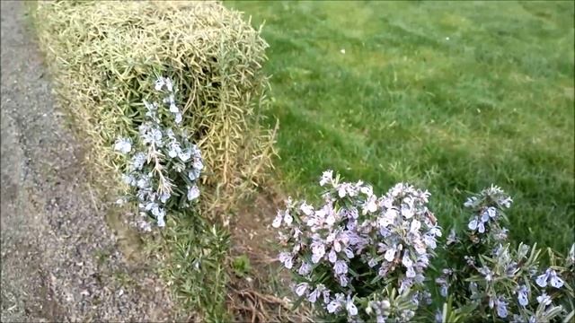 КАК ЦВЕТЁТ РОЗМАРИН / ВОРМС / Пфальц / Германия / 21 апреля 2022 смотреть онлайн