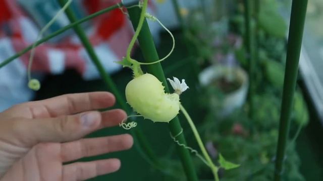 Урожай капусты пак-чой и другие овощи на окне и балконе смотреть онлайн