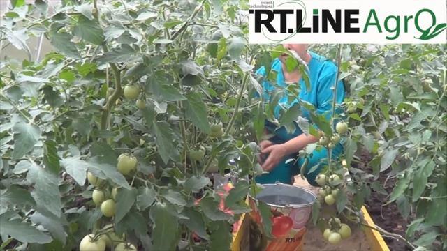 Внекорневая подкормка томатов. Как подкормить помидоры через листья.