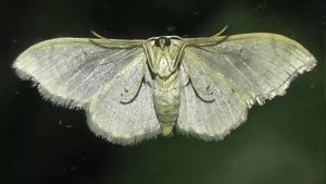 ИНСЕКТАРИЙ: 228. Пяденица Буропятнистая (Idaea degeneraria)