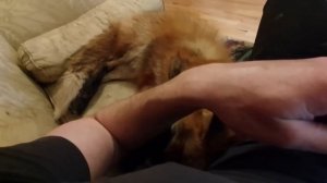 Ли Сяо / Alice the Fox Лиса Алиса (Наблюдение за новыми жителями на лисьей территории)