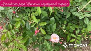 Розы. Первое цветение роз второгодки (Роза Анни Дюпрей и другие с названиями) июнь 2022