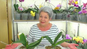 Орхидеи остановили рост листьев и корней, после омоложения? Значит растут цветоносы!!!