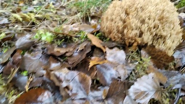 Мой очередной грибной рекорд! смотреть онлайн