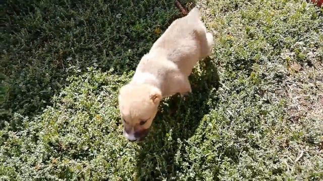 Щенки среднеазиатской овчарки (алабай) г.Воронеж смотреть онлайн