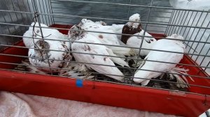 ЯРМАРКА ГОЛУБЕЙ г.ТОПКИ декабрь 2021г.