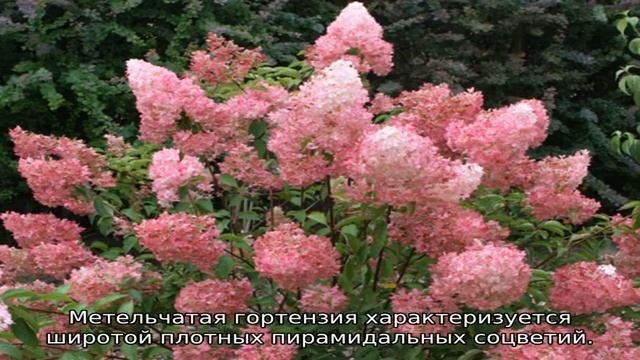 Сорта и виды гортензий