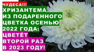 Чудеса! Хризантема зацвела второй раз в 2023 годуHow to propagate a chrysanthemum from a gifted flow