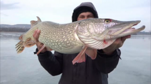 Жерлицы.Щука на жерлицы.щука гигант.