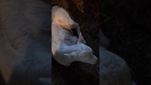 С какого возраста телят кормить сеном