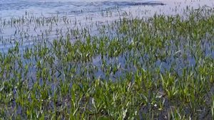 Нерест Сазана