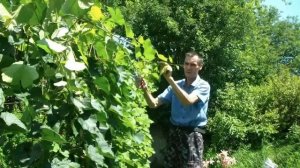 Обрезка винограда летом В Июле .