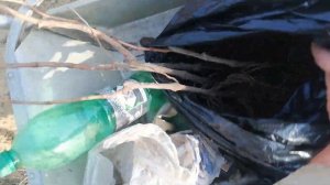 Закладка виноградника технических сортов