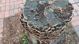 Turkey tail fungi on old Narrow leaved ash stump - November 2018