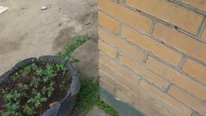 Звоним на таксофон