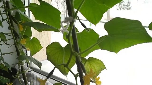 Огурцы на подоконнике- балконный сорт.