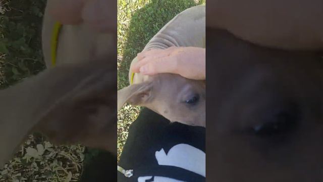 Тайский риджбек-новая собака моей подруги. Назвали Шакирой. Они очень ласковые, увидите сами. смотреть онлайн