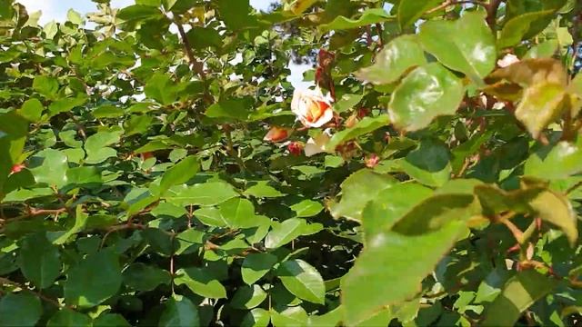 Немецкие розы парк Uetersen. смотреть онлайн