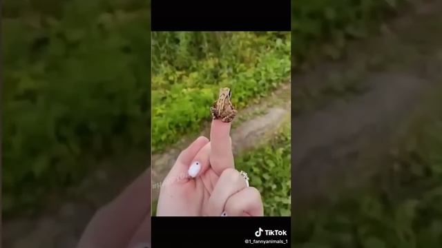 Домашние животные. ржачные приколы посмотрите. смех до слез. 17 часть