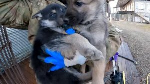 Дядя Агоп забрал волчонка... Переселение волчат и генеральная уборка вольеров. Волчонок лег в еду