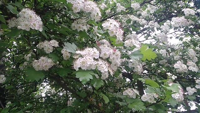 Цветет боярышник смотреть онлайн