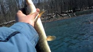 Липецк. Крутогорье. Щучка на спин.