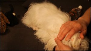 Уход за шерстью мальтезе