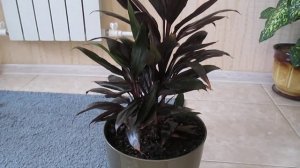 Кордилина уход в домашних условиях ))) Cordyline?