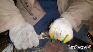 Дела текущие// Стрижка,подрезка копыт у овец.