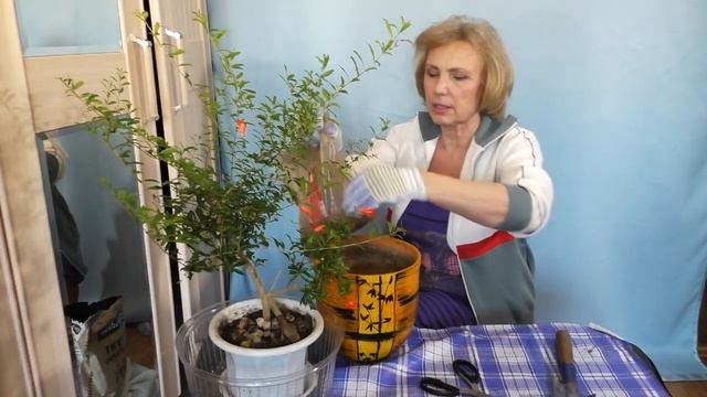 Пустоцвет у граната Punica, как добиться цветения граната с завязью плодов смотреть онлайн